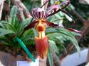 Paph. bellatulum x wilhelminae